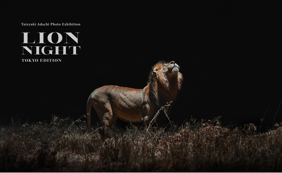LION NIGHT