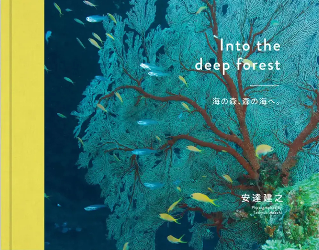 Into the deep forestの写真集