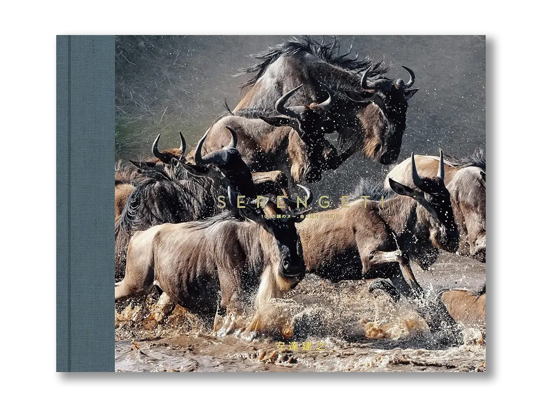 写真集『SERENGETI』の表紙